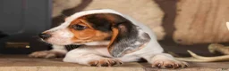 Beagle dogs for sale: Dillard🐾 - Ad 9