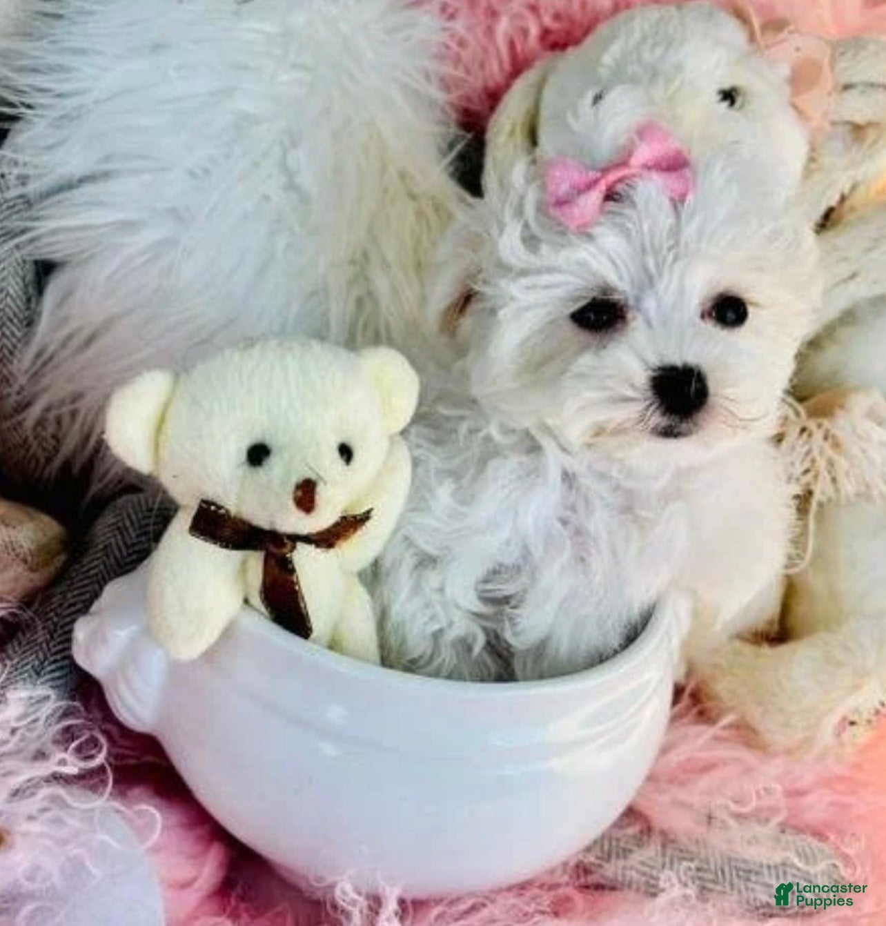 Maltese dogs Teacup Maltese 1 - Ad 2