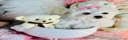 Maltese dogs for sale: Teacup Maltese 1 - Ad 2