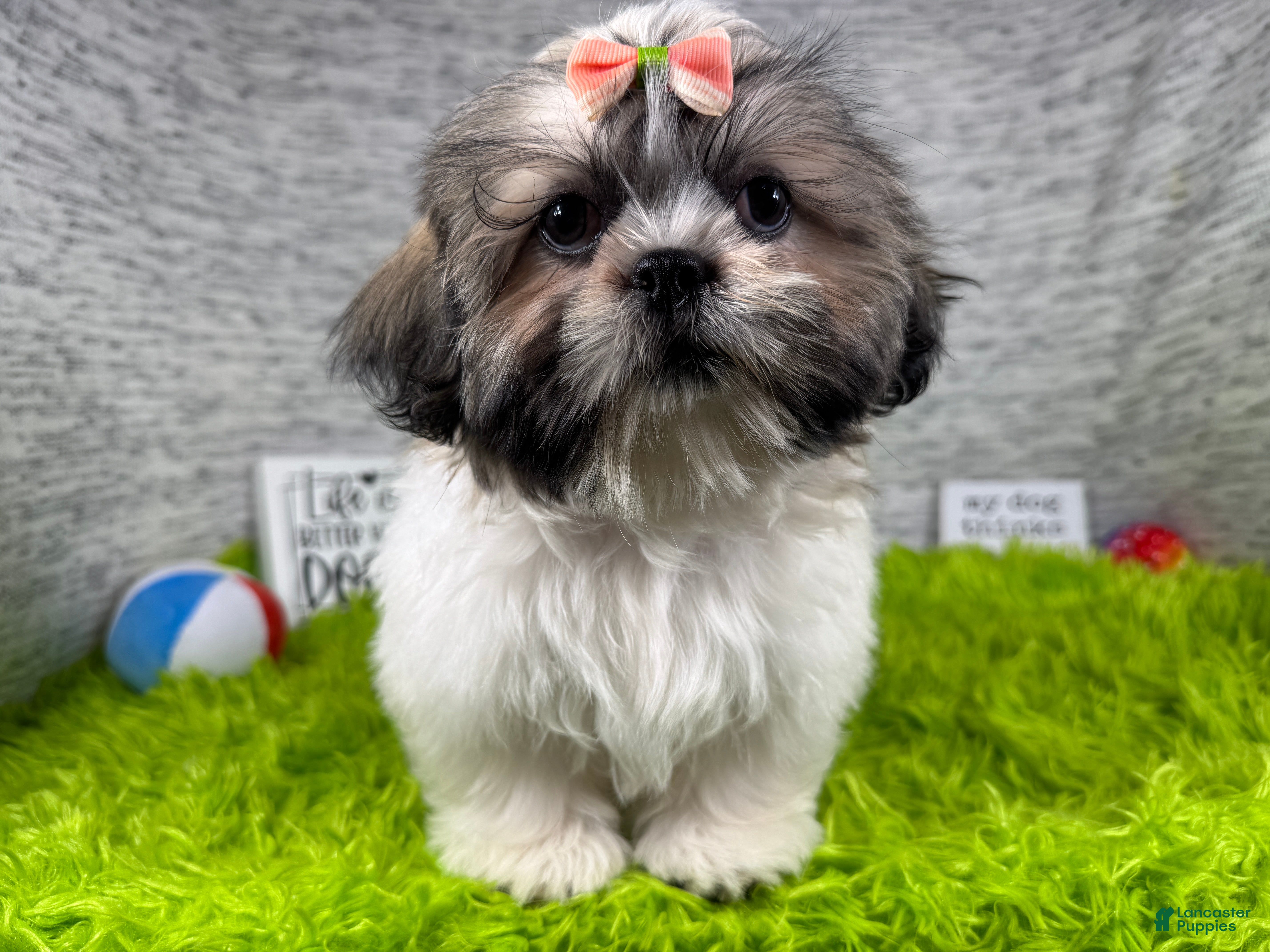 Shih Tzu dogs Shih Tzu 3 - Ad 11