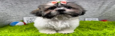 Shih Tzu 3