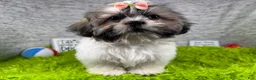 Shih Tzu dogs for sale: Shih Tzu 3 - Ad 1