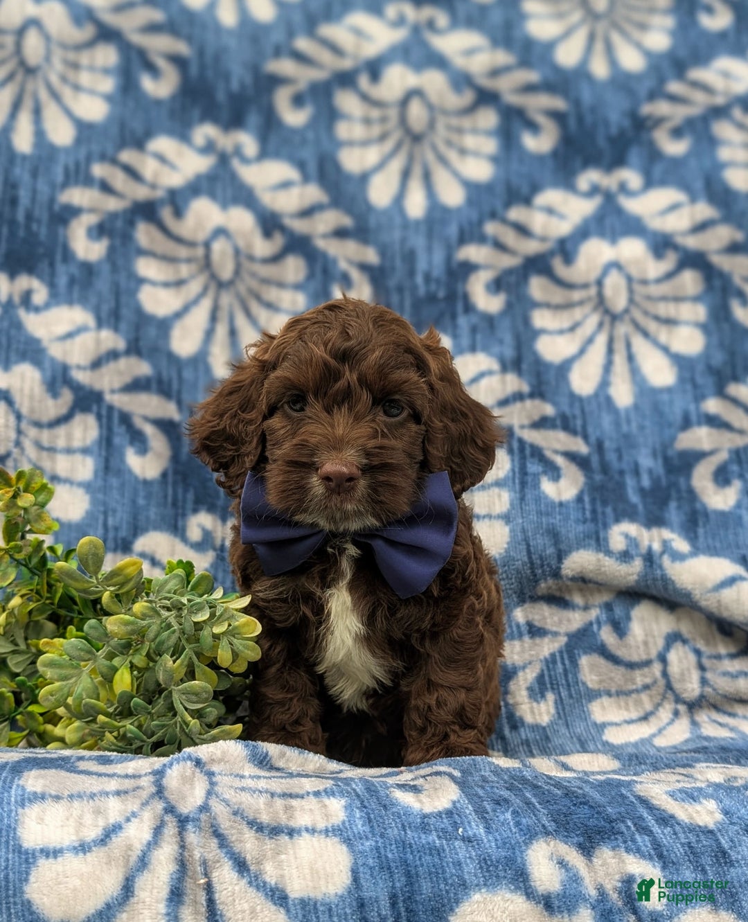Cockapoo dogs for sale: Krystal - Ad 19
