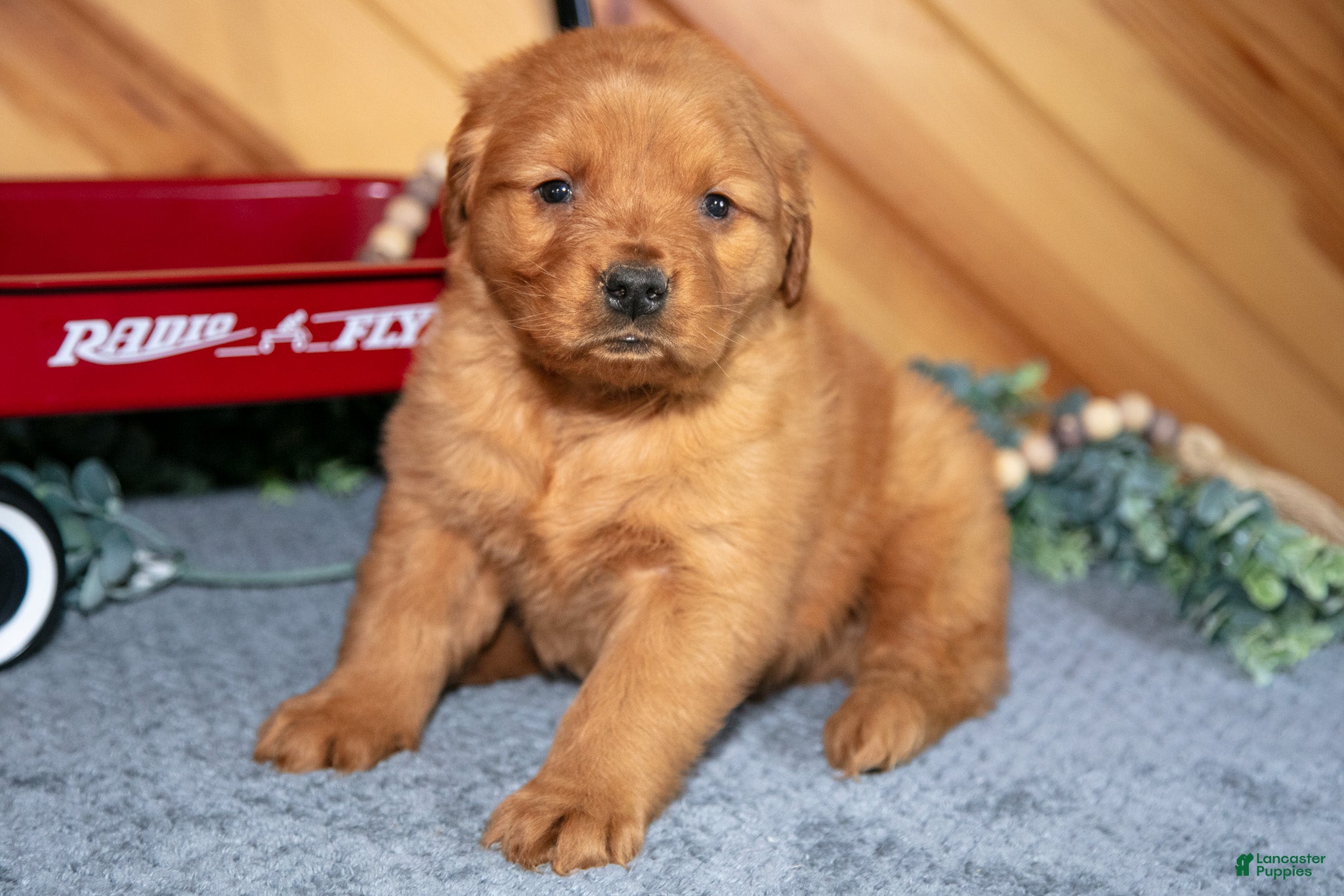 Golden Retriever dogs Milo - Ad 42