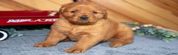 Golden Retriever dogs for sale: Milo - Ad 1