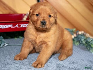 Golden Retriever dogs Milo - Ad 42