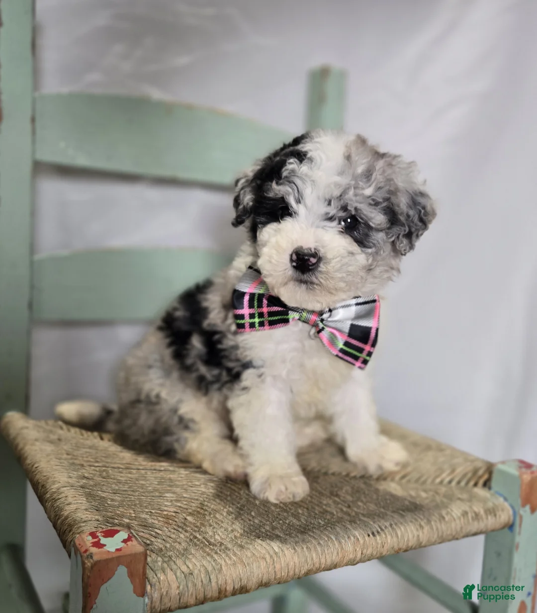 Mini Sheepadoodle dogs for sale: Minnie - Ad 6