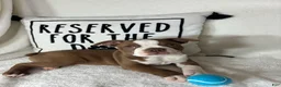 Boston Terrier dogs for sale: Ben - Ad 5