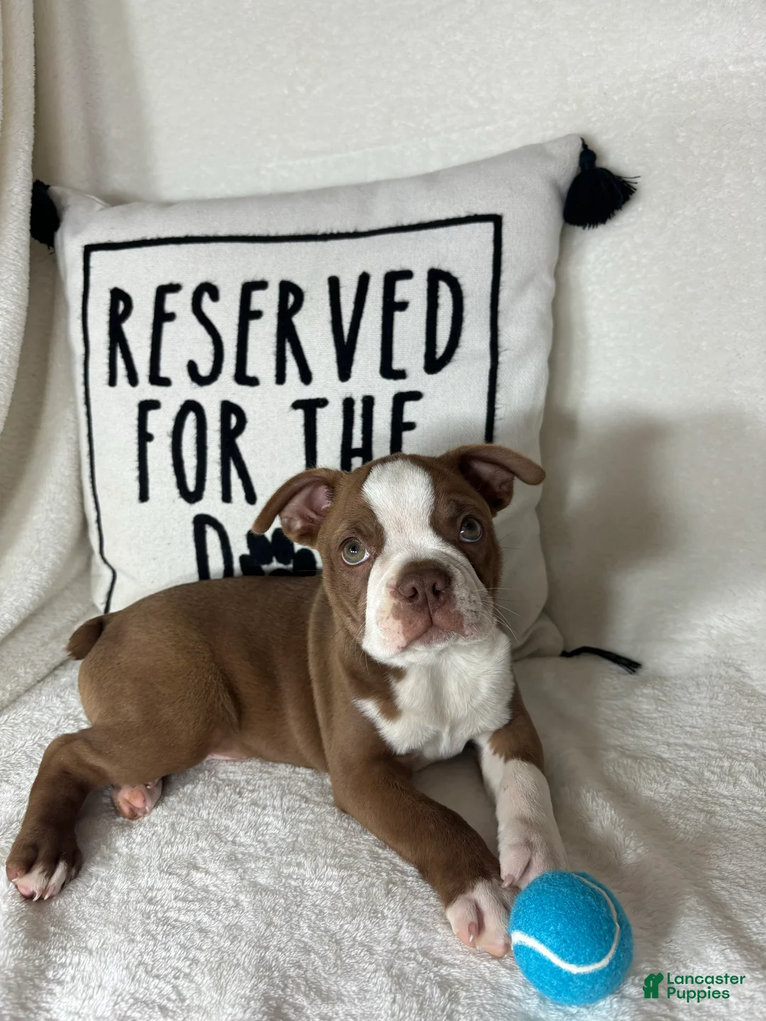 Boston Terrier dogs for sale: Ben - Ad 5