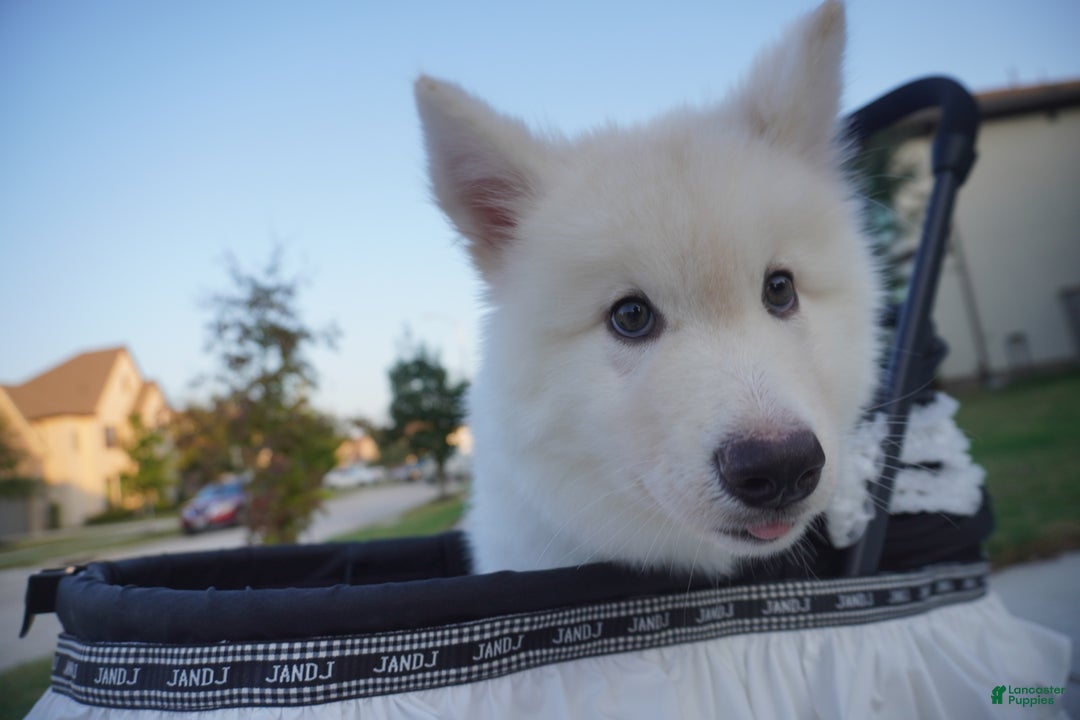 Alaskan Malamute dogs for sale: Xi Xi - Ad 3