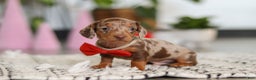Dachshund dogs for sale: Jackson  - Ad 6