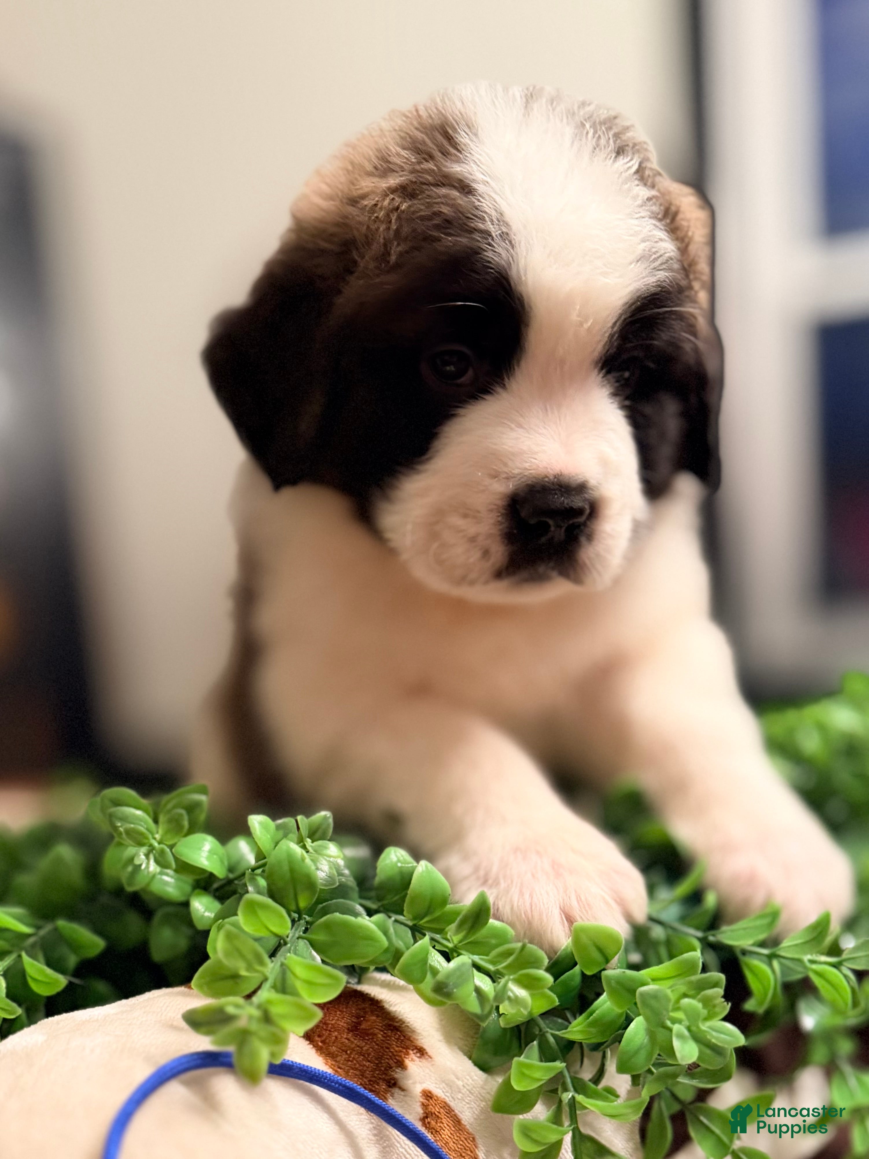 Saint Bernard dogs Duke - Ad 2