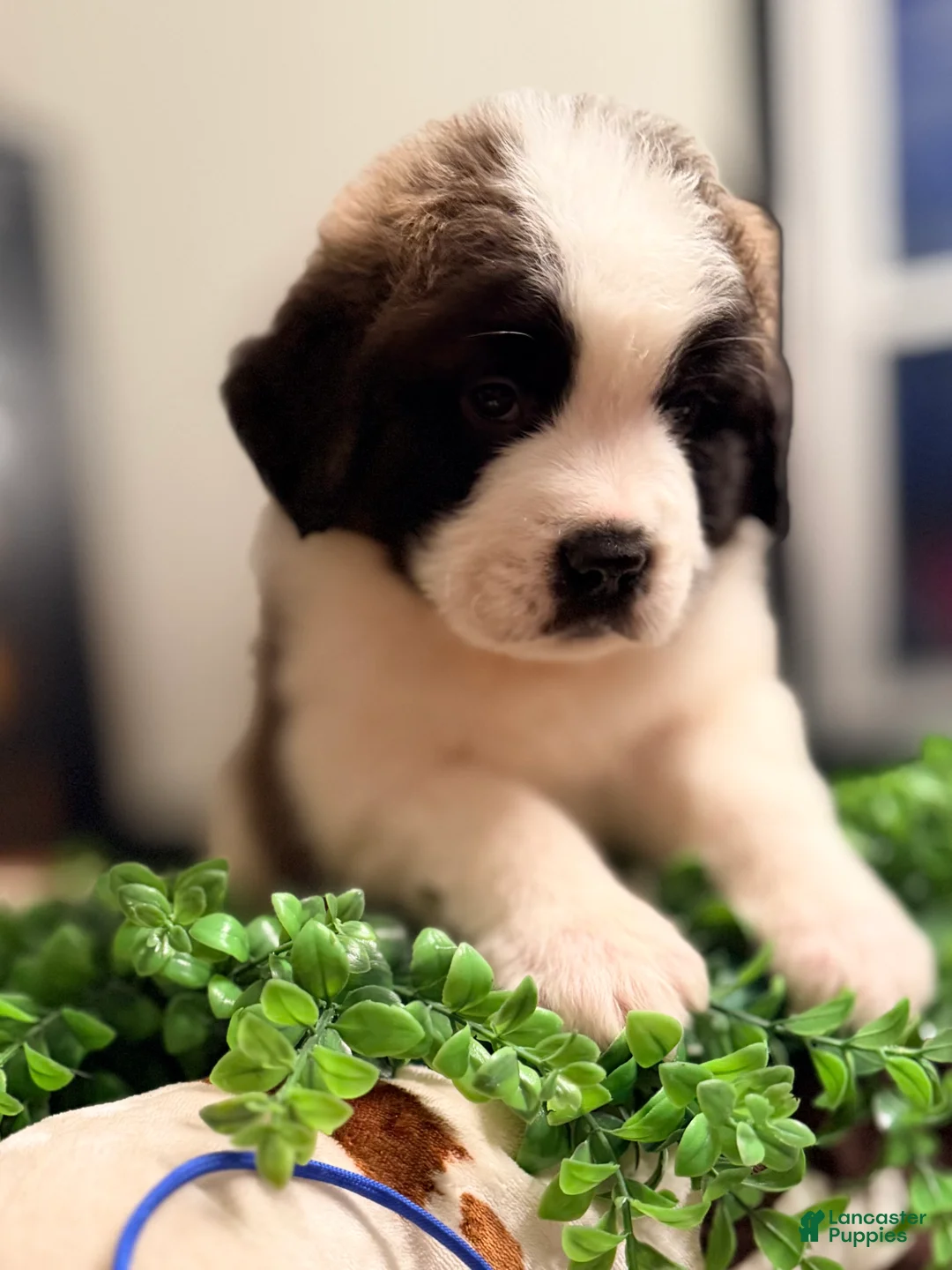 Saint Bernard dogs for sale: Duke - Ad 2