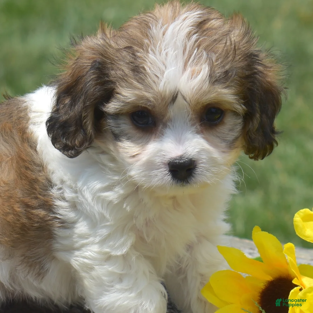Cavachon dogs for sale: Minnie (Tiny) - Ad 1