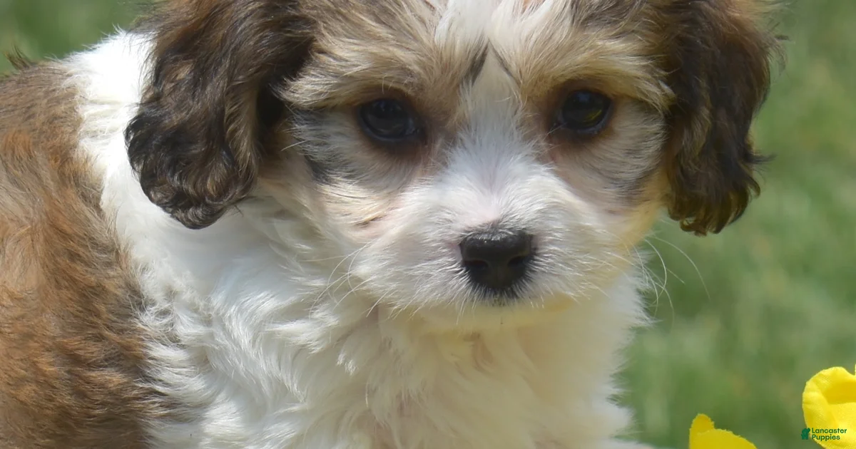 Cavachon Puppies For Sale In Richmond Virginia Lancaster Puppies cavachon-puppies-for-sale-in-richmond-virginia-lancaster-puppies