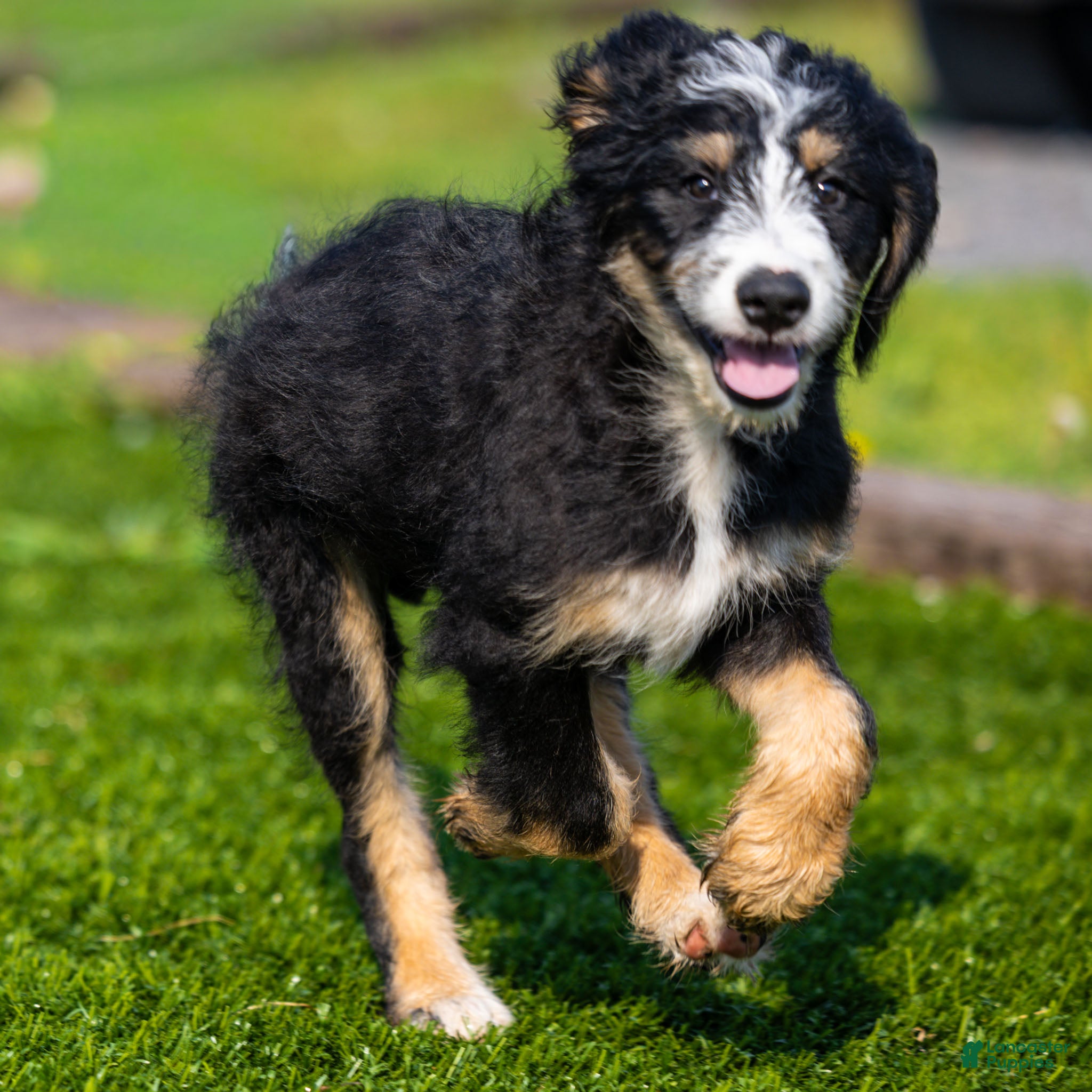 Bernedoodle dogs Rhett Bernedoodle Puppy  - Ad 1