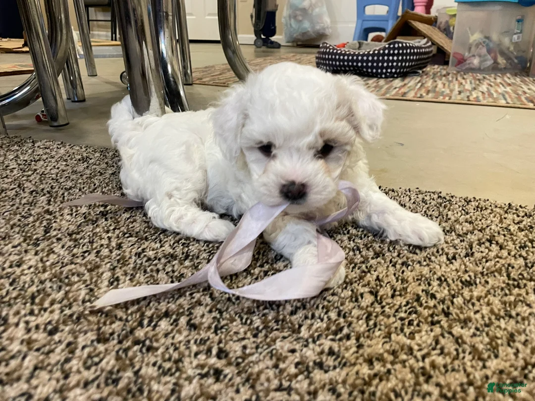 Mixed Breed dogs for sale: Sugarplum - Ad 3