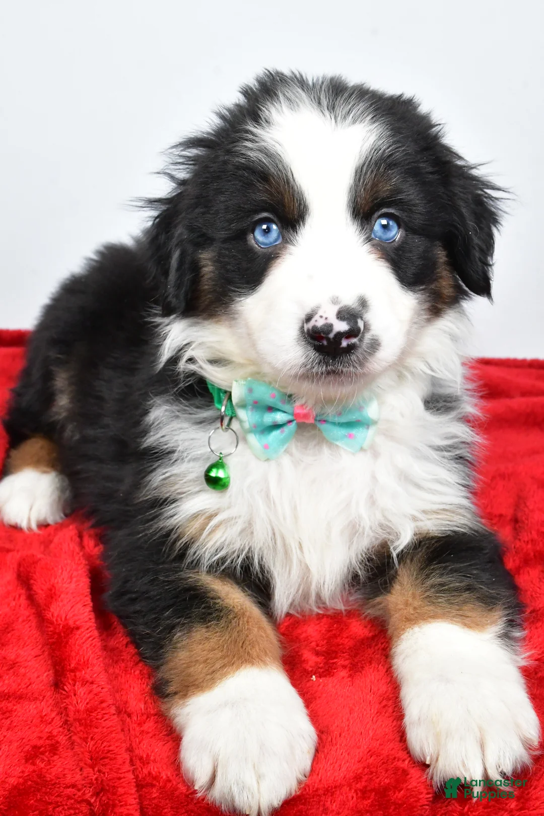 Miniature Australian Shepherd dogs for sale: Rambo - Ad 7