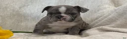 Frenchton dogs for sale: Damon - Ad 14