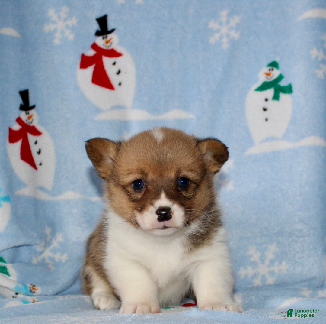 Welsh Corgi Pembroke dogs for sale: Molly - Ad 2