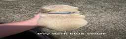 Golden Retriever dogs for sale: Dark blue collar Golden Retriever 3 - Ad 2