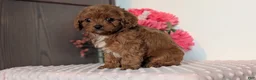 Cavapoo dogs for sale: Tessa - Ad 14