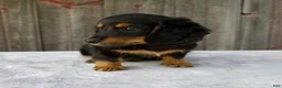 Miniature Dachshund dogs for sale: Murphy - Ad 4