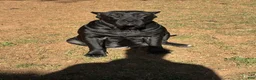 Presa Canario dogs for sale: Presa Canario 1 - Ad 14
