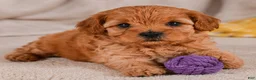 Cavapoo dogs for sale: Mila - Ad 7