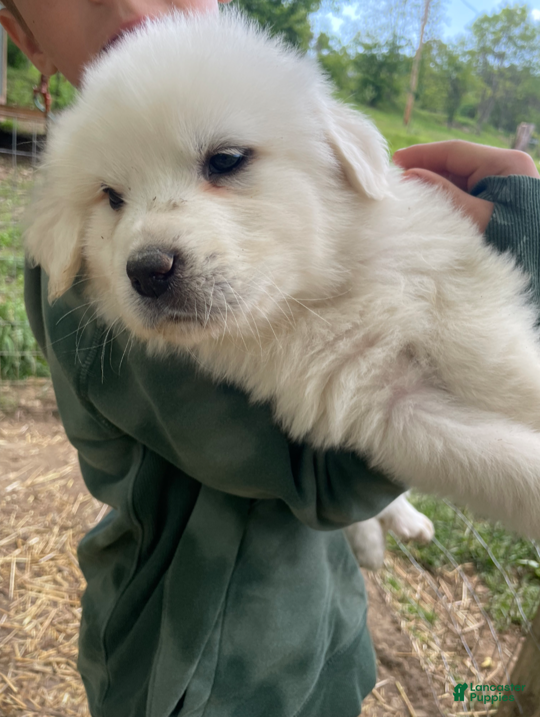 Great Pyrenees dogs Great Pyrenees Puppy 2 - Ad 18