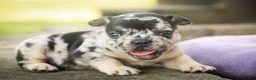 French Bulldog dogs for sale: Bella French Bulldog  - Ad 6