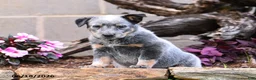 Australian Cattle Dog dogs for sale: Archie - Ad 4
