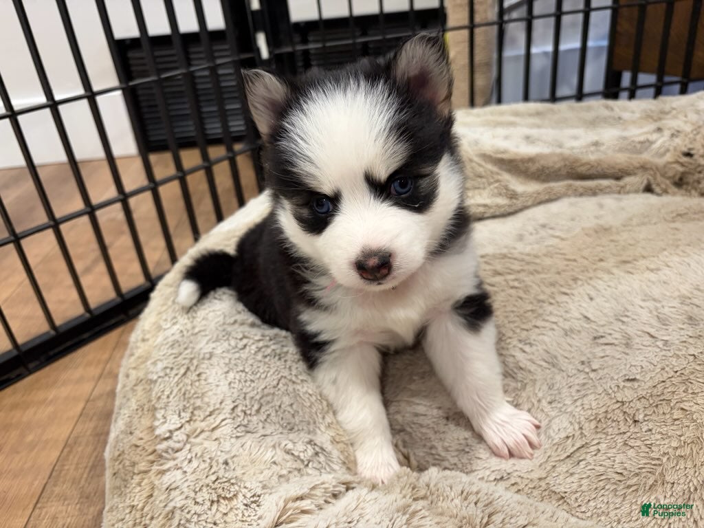 Pomsky dogs Poppy - Ad 2