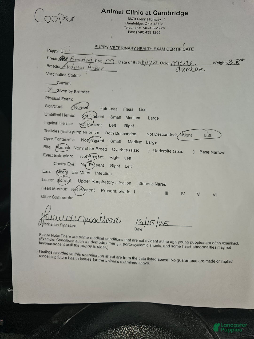 Frenchton dogs for sale: Cooper  - Ad 3