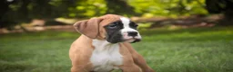 Boxer dogs for sale: Arie - Ad 6