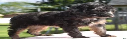 Toy Poodle dogs for sale: Bella Merle female puppy - Ad 6