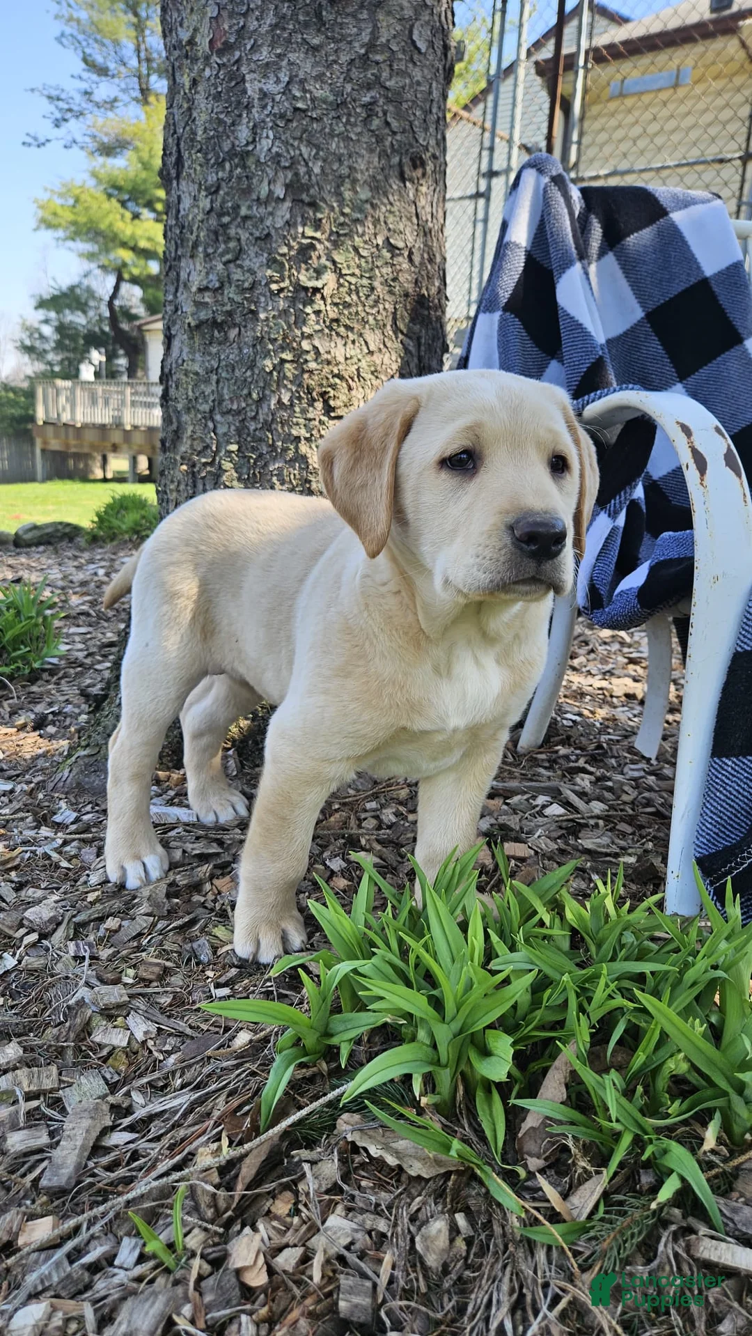 Labrador Retriever dogs for sale: King - Ad 2