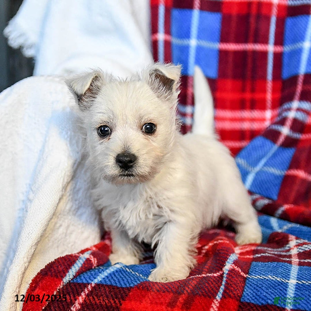 West Highland Terrier dogs for sale: Remy - Ad 2