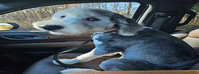 Luca