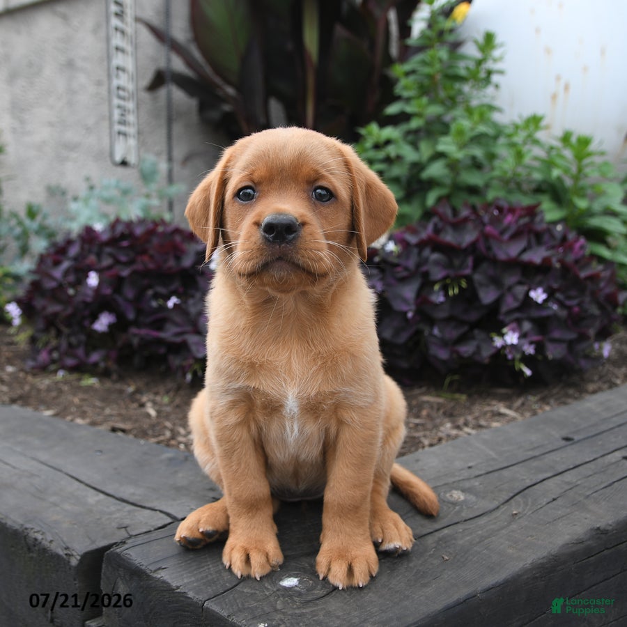 Labrador Retriever dogs Bunny - Ad 1