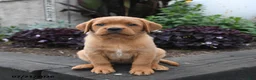 Labrador Retriever dogs for sale: Bunny - Ad 1