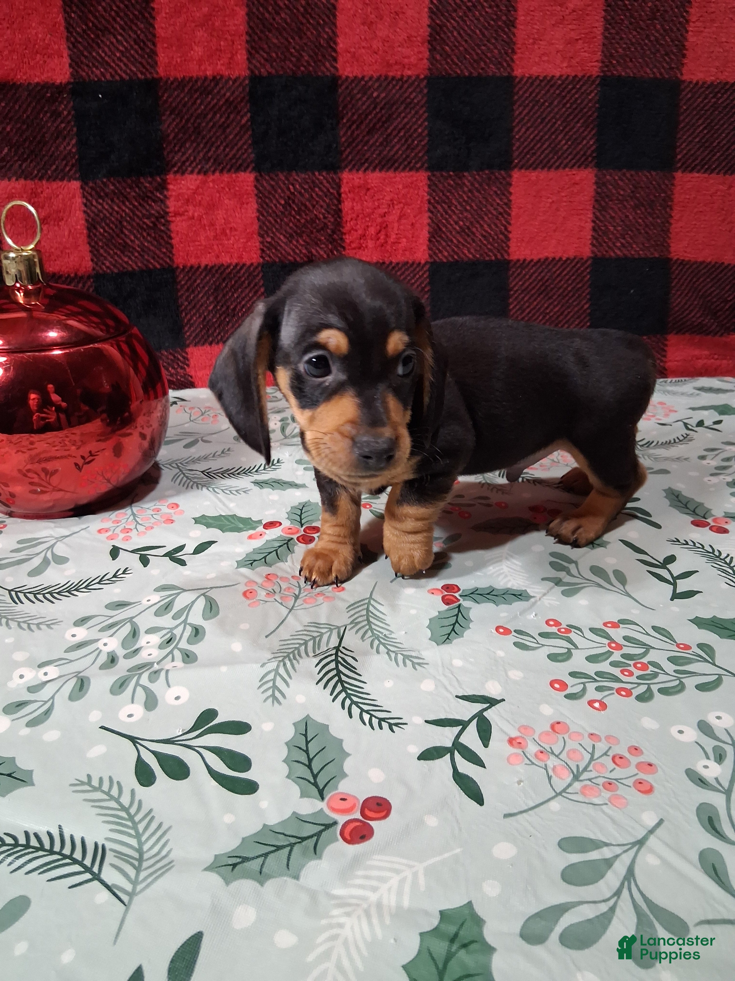 Miniature Dachshund dogs Milky Way - Ad 20