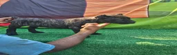 Cane Corso dogs for sale: SKY - Ad 6