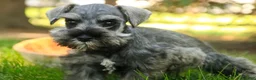 Miniature Schnauzer dogs for sale: Quartz Miniature Schnauzer  - Ad 5