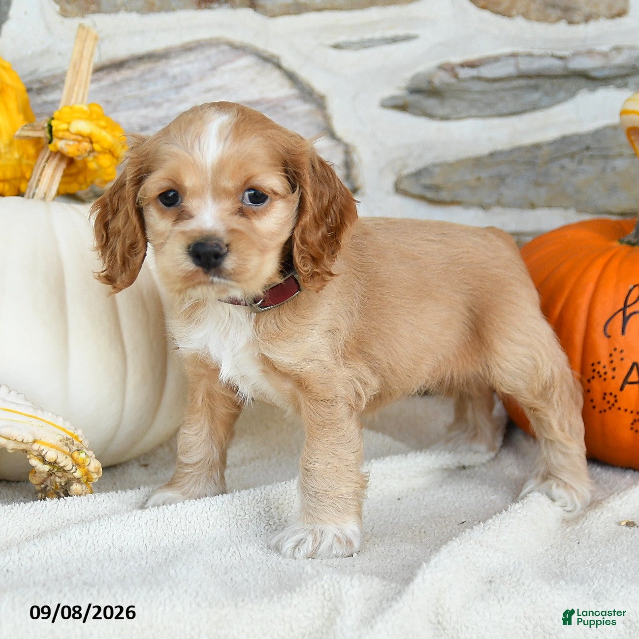 English Cocker Spaniel dogs Royal - Ad 1