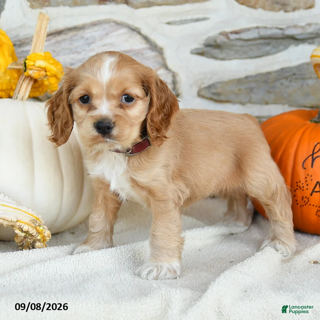 English Cocker Spaniel dogs for sale: Royal - Ad 1