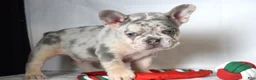 French Bulldog dogs for sale: Tucker - Ad 1
