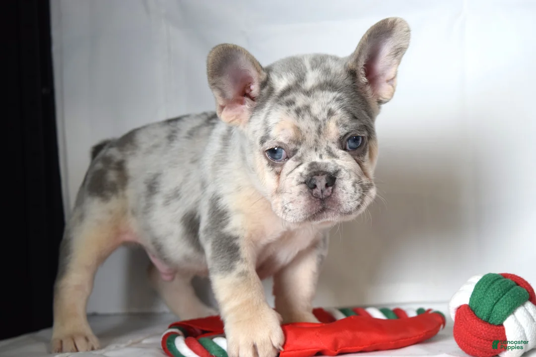 French Bulldog dogs for sale: Tucker - Ad 1