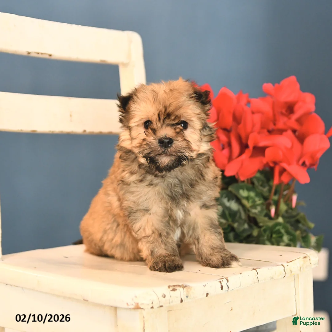 Havanese dogs for sale: Parker - Ad 1