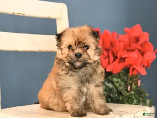 Havanese dogs Parker - Ad 41